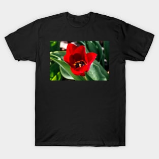 Red Tulip in Garden T-Shirt